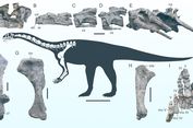 Wudingloong wui, Dinosaurus Tertua di Asia Timur Ditemukan di China