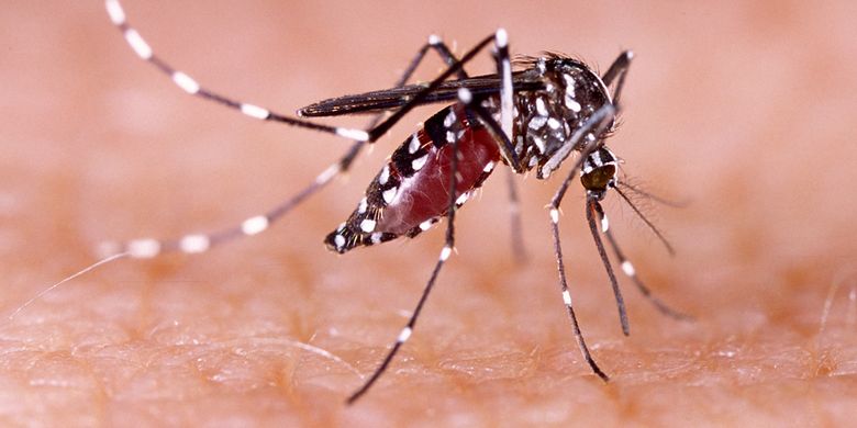 Waspada Demam Berdarah Dengue Kenali Gejala Dan Ciri Cirinya