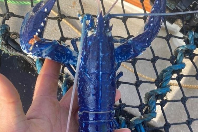 Lobster biru langka yang ditemukan Tom Lambourn di Penzance, Cornwall, Inggris.
