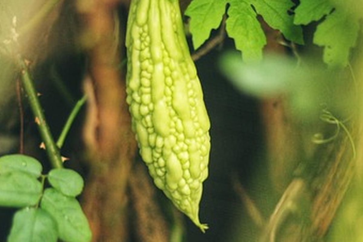 Ilustrasi tanaman pare di dalam pot