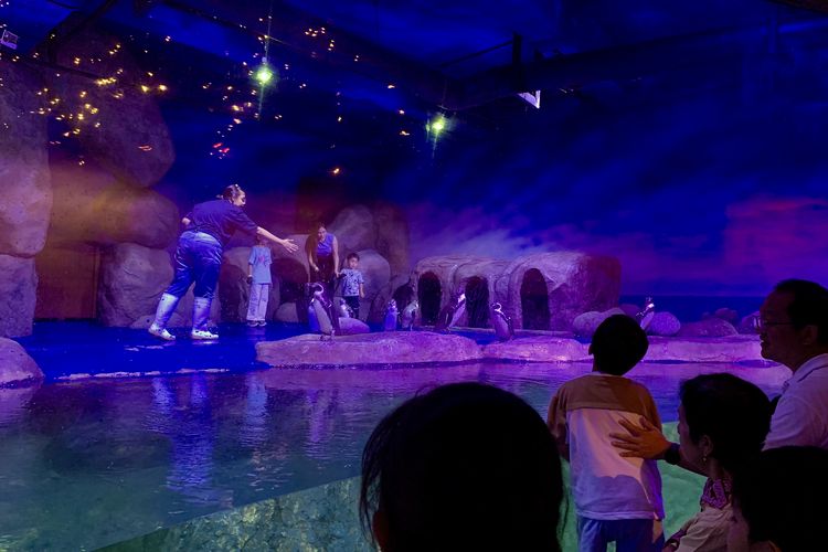 Penguin Feeding Show di BXSea, Sabtu (27/12/2925).