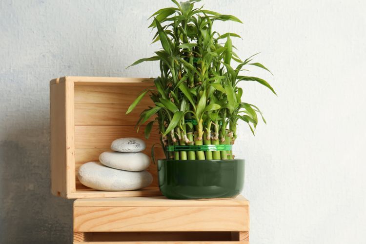 Ilustrasi tanaman hias bambu keberuntungan atau lucky bamboo.