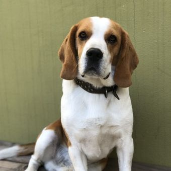 Ilustrasi anjing Beagle