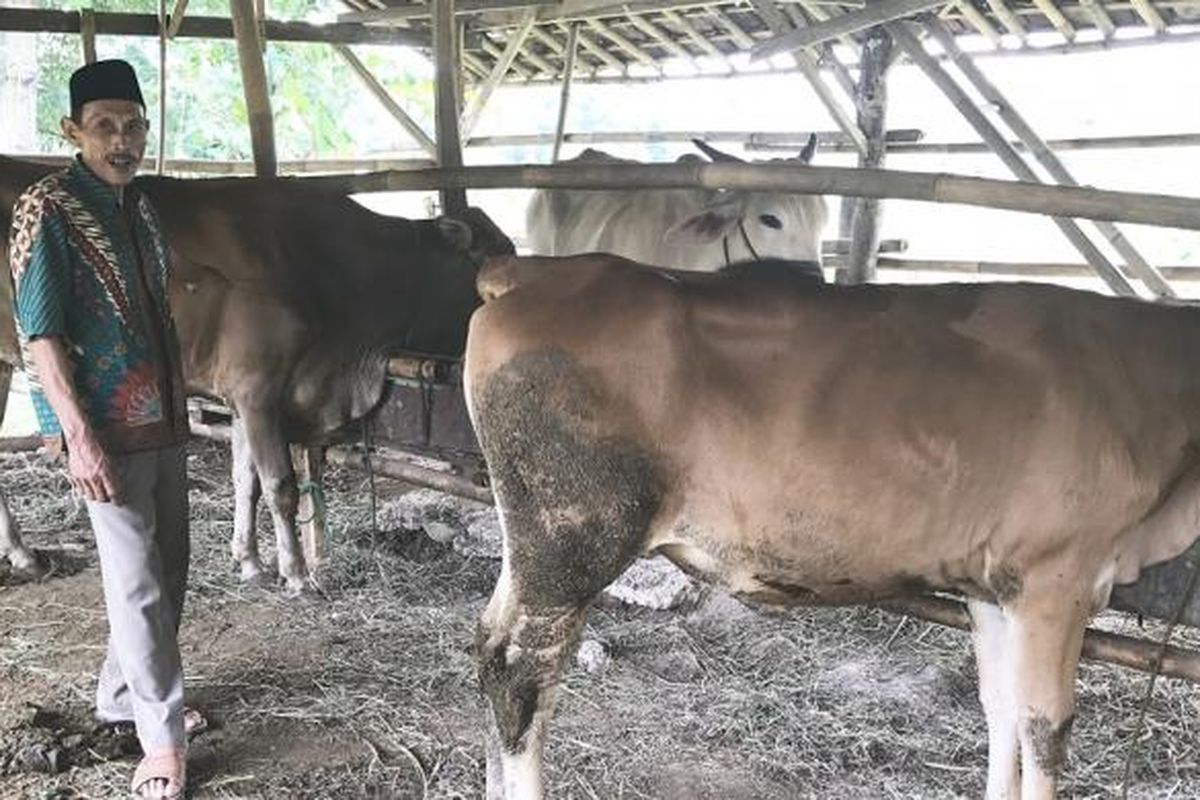Ketua Kelompok Tani Ternak Sapi Potong Mekar Tani II, Kanta, dengan sapi ternaknya di Jonggol, Jawa Barat,  Kamis (2/3/2017)