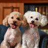 4 Alasan Anjing Peliharaan Membawakan Mainan untuk Pemiliknya