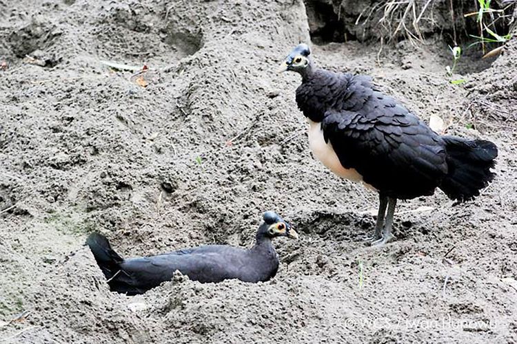 Sepasang burung Maleo (Macrocephalon maleo) sedang menggali lubang bertelur di Muara Pusian, Taman Nasional Bogani Nani Wartabone.