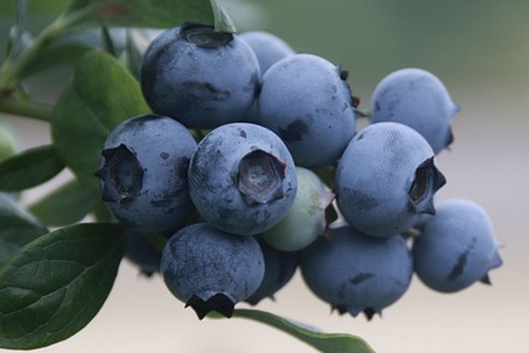 Ilustrasi tanaman blueberry