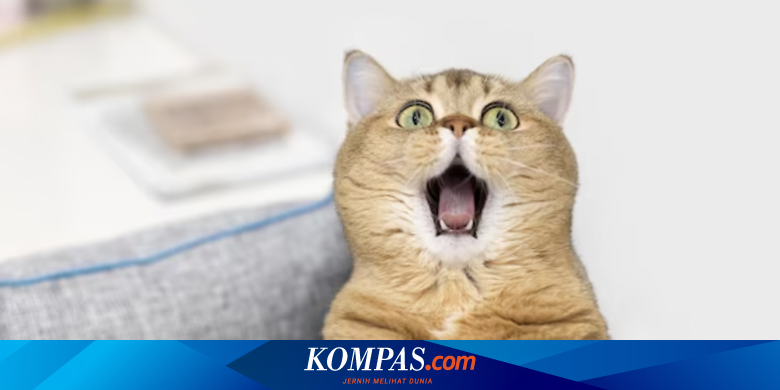 5 Jenis Suara Kucing dan Maknanya