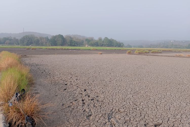 82 Hektare Sawah di Manggarai Timur NTT Terancam Gagal Panen akibat Kekeringan