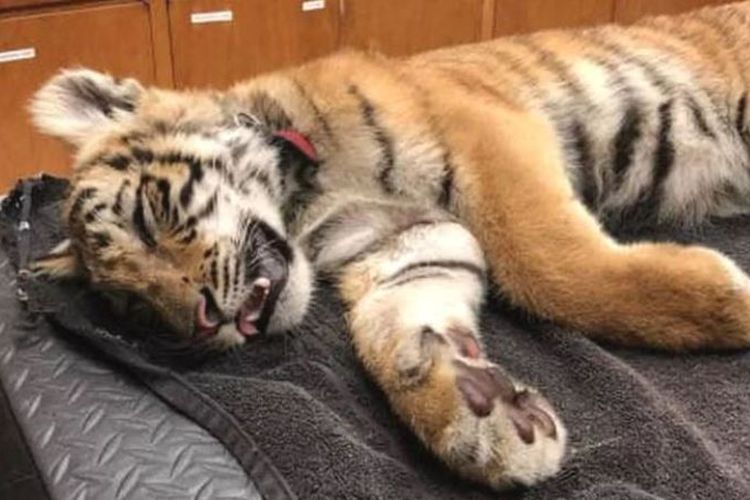 Anak harimau ditemukan tak sadarkan diri di dalam tas, di perbatasan Amerika Serikat-Meksiko, di Texas, Selasa (1/5/2018). (Twitter/Irma Chapa)