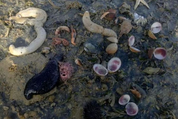 Warga Desa Majapahit, Kecamatan Batauga, Kabupaten Buton Selatan banyak menemukan biota laut seperti ikan kecil, kerang, teripang dan gurita yang berada di sekitar pantai Majapahit mati akibat terkena tumpahan minyak sawit mentah.