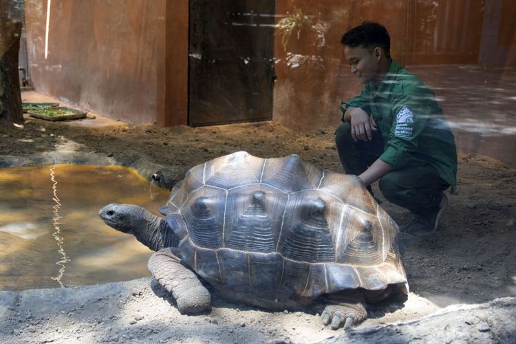 Kebun Binatang Surabaya Datangkan Kura-kura Raksasa dari Jepang