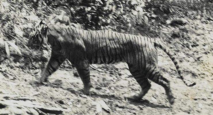 Temuan DNA Harimau Jawa, Mengapa Belum Ditemukan Bukti Foto?