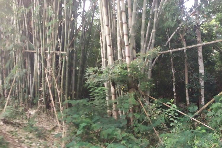 Hutan Bambu Flores, Nusa Tenggara Timur sangat berpotensi untuk mengembangkan wisata hutan Flores, Kamis, (24/3/2022). (KOMPAS.com/MARKUS MAKUR)