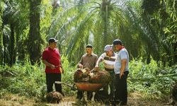 Lewat Program PSR, Sinar Mas Agribusiness and Food Berusaha Tingkatkan Produktivitas Sawit Petani