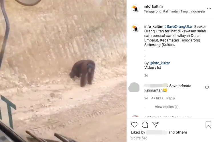 Tangkapan layar dari video seekor orangutan tengah berjalan di area perusahaan di Kalimantan Timur.