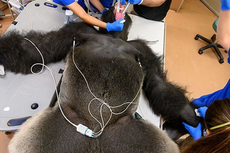 Shango, seekor gorila berbobot 196 kilogram ketika mendapatkan perawatan di Kebun Binatang Miami, Florida, Amerika Serikat (AS). Dia sempat dites Covid-19 karena mengalami demam sehabis berkelahi dengan adiknya.