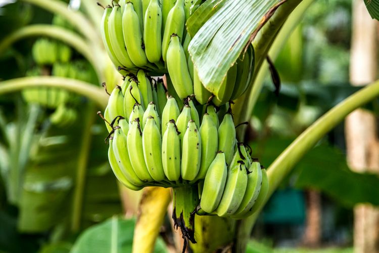 Ilustrasi pisang, tanaman pisang, pohon pisang. 