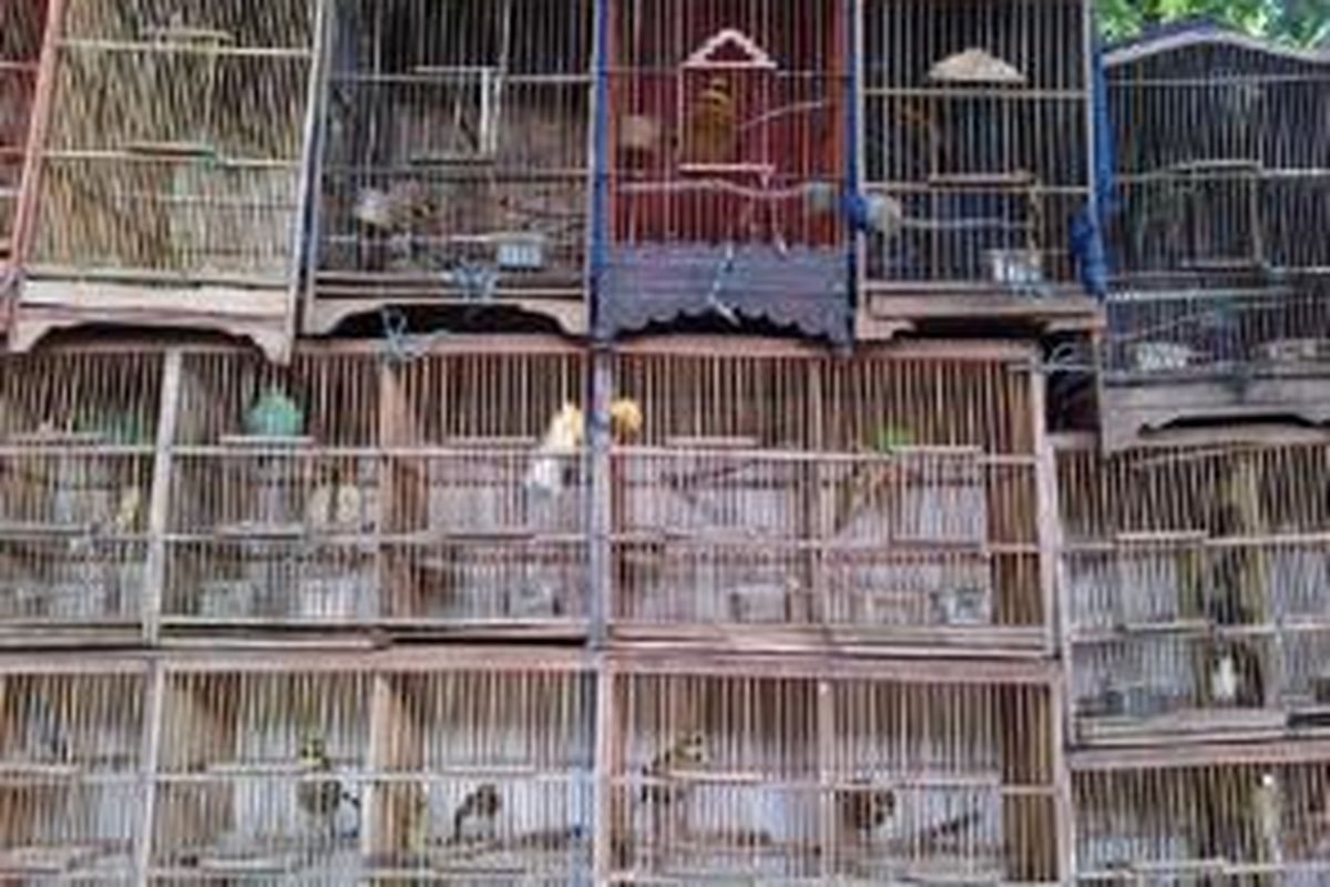 Studi TRAFFIC mengungkap, 19.000 burung diperdagangkan secara ilegal di Jakarta. 22 diantaranya masuk kategori dilindungi.