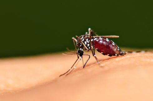 Nyamuk Aedes Aegypti, Penyebab DBD