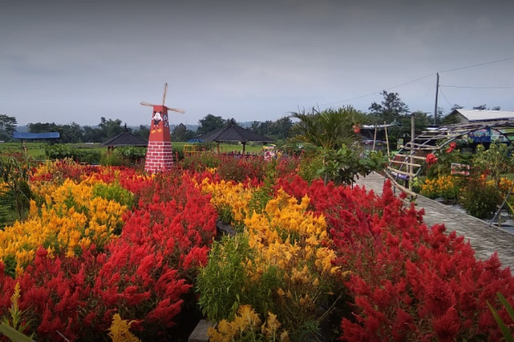 Kembang Desa Dawung di Karanganyar, Jawa Tengah
