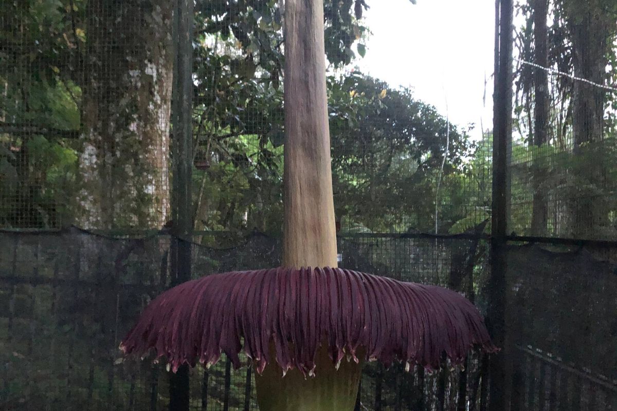 Satu bunga bangkai (Amorphophallus titanum Becc) mekar di Kebun Raya Cibodas pada Jumat (19/4/2024) dini hari.