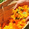 Menenangkan Kulit Lelah dengan Ekstrak Bunga Calendula