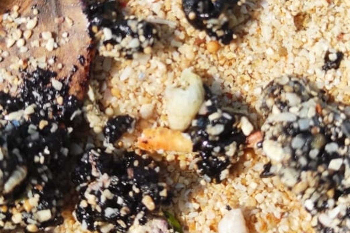 Limbah yang mendarat di pantai Krakal dan Slili, Gunungkidul.