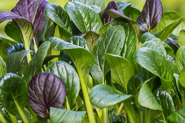 Ilustrasi bayam, tanaman bayam. 