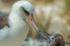Berumur 70 Tahun, Burung Liar Tertua Ini Masih Produktif Bertelur