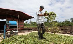 Saat Petani Nilam di Aceh mulai “Bankable”, Ini Peran Data dalam Inklusi Keuangan