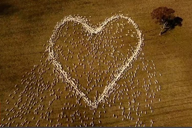 Ribuan domba yang membentuk jantung hati di Australia
