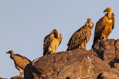 Ramai soal Jenazah Dimakan Burung, Ini Ritual Pemakaman Langit di Tibet