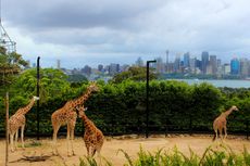 Harga Tiket Masuk dan Cara Menuju Tiger Trek Taronga Zoo Australia