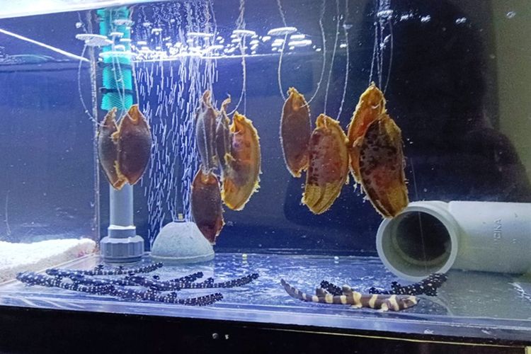 Breeding hiu bambu menjadi salah satu upaya konservasi yang dilakukan Marine Safari Bali.