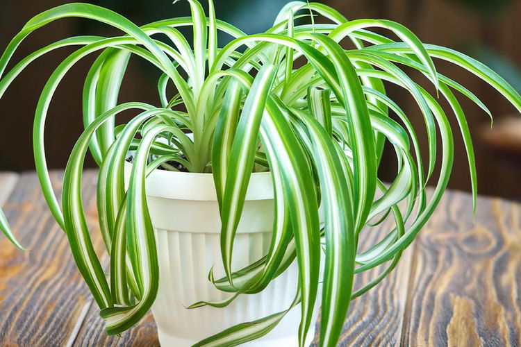 Ilustrasi tanaman laba-laba atau spider plant. 