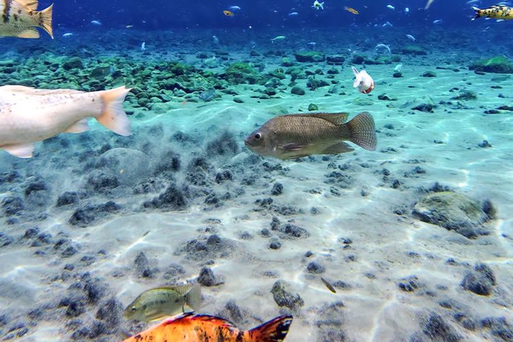 Mata Air Umbul Ponggok di Klaten.