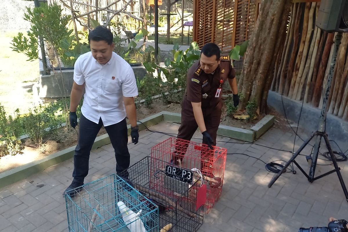 Kasatreskrim Polresta Yogyakarta AKP Archye Nevada saat menunjukkan barnag bukri berupa burung kaka tua di GL ZOO, Kamis (20/7/2023).