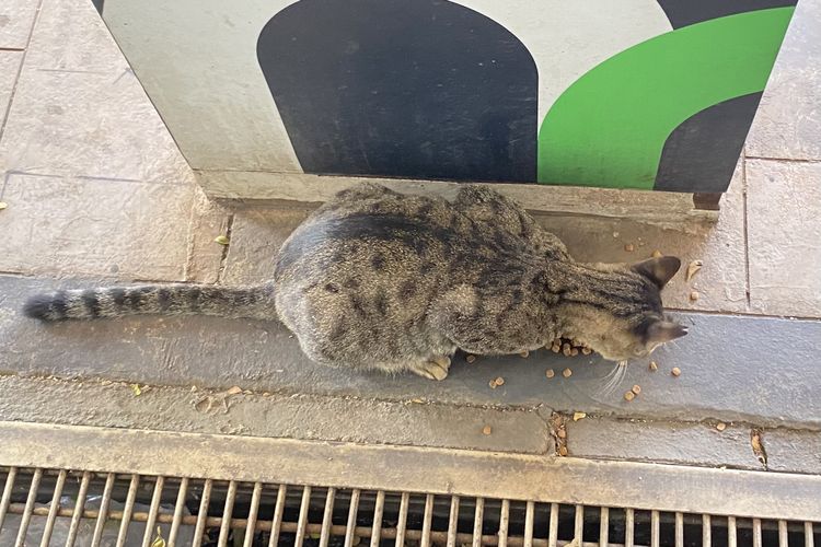 Tak Semua Kucing Jalanan Lahir di Jalan, Ada Kebiasaan yang Memicu Lonjakan Populasinya