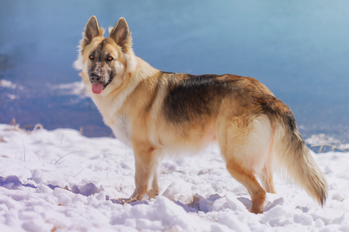8 Fakta Menarik Anjing German Shepherd yang Kerap Disebut Herder