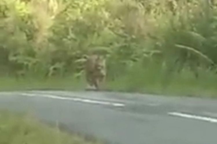 Sebuah video berdurasi 50 detik  merekam seekor harimau beredar di jejaring media sosial di Bengkulu. Seekor harimau terekam sedang berdiri di tepi jalan raya Bukit Resam, perbatasan Kabupaten Lebong-Kabupaten Bengkulu Utara, Provinsi Bengkulu, Kamis (12/5/2022).