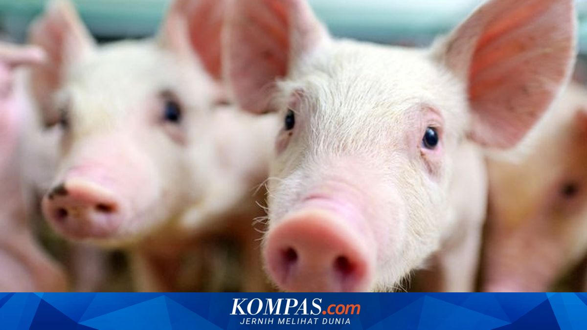 RI Perdana Impor 546 Indukan Babi dari Denmark