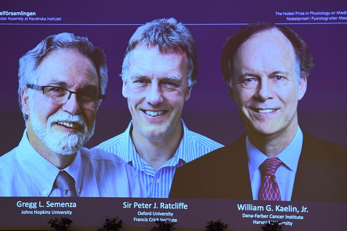 Profil pemenang Penghargaan Nobel Kedokteran 2019 baru saja diumumkan, Senin (7/10/2019).