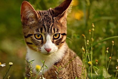 Simak, Ini Bahasa Telinga Kucing yang Patut Diketahui 