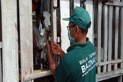 Dukung Program Balai Ternak, BAZNAS Terbitkan Buku Panduan Pemberdayaan Peternak