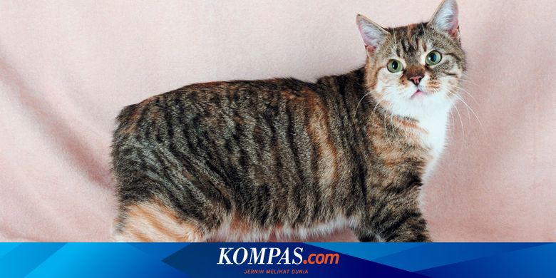 4 Tanda-Tanda Rabies Pada Kucing