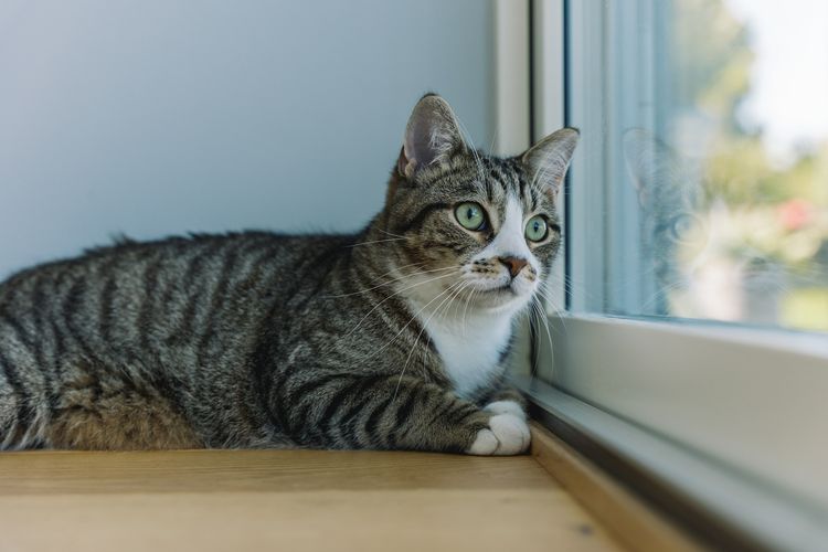 Trik Licik Penjual Daging Kucing di Pagar Alam, Disamarkan dengan Daun Jeruk