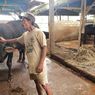 Menjelang Idul Adha, Permintaan Sapi di Tuban Menurun Drastis akibat Wabah PMK