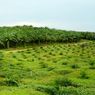 Cegah Karhutla, Minamas Plantation Gandeng Universitas Tanjungpura
