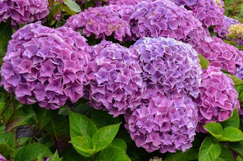 5 Kesalahan Merawat Tanaman Hydrangea yang Sering Dilakukan